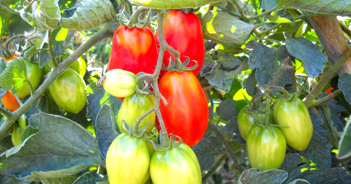 Pomodoro tradizionale